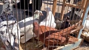 Птичий рынок г. Ташкент - ГОЛУБИ (22.05.2021) / Uzbek Pigeons