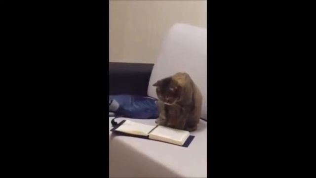 Кот читает книгу вслух смотреть онлайн