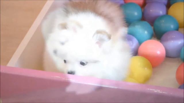 Милый шпиц померанец ❤️