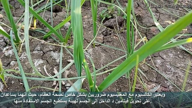 هل تعلم ماذا يحصل عند تناول الكراث النئ اوراق الكراث والامراض التى يعالجها؟؟ смотреть онлайн