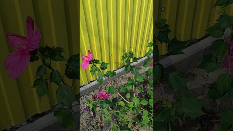 Мои растишки у мамы.