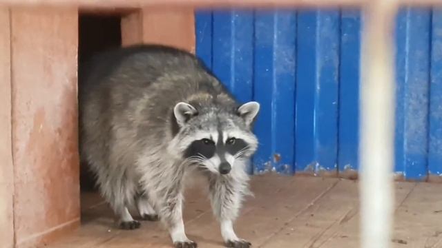 Енот. И новый формат видео. смотреть онлайн