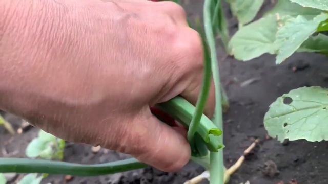 Необычный день рождения. Буря. Первый урожай #деньрождения #дети #невестка #урожай #огород смотреть онлайн