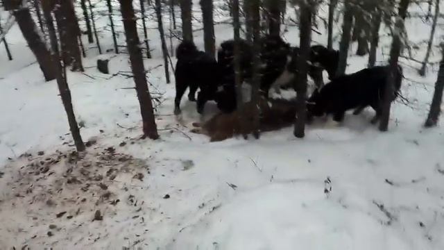 Охота с РЕЛ. Добыли секача килограмм на "200". Декабрь 2020г. смотреть онлайн