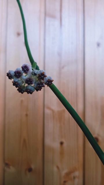 Хойя Керри сплеш смотреть онлайн