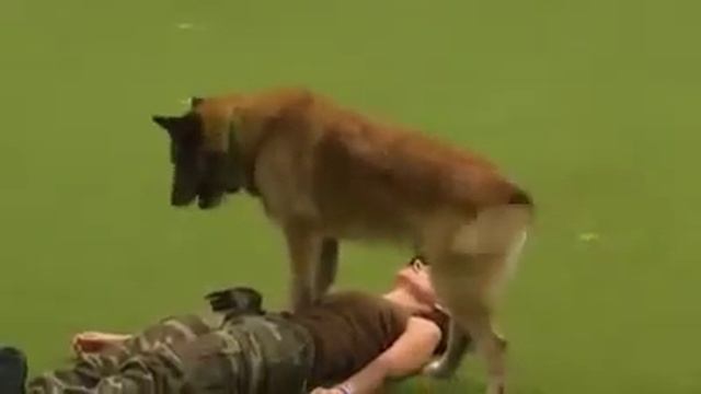 Храбрая собака смотреть онлайн