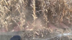 Початок збирання кукурудзи сезон 2022 #уборка #комбайн #кукуруза #сезон2022