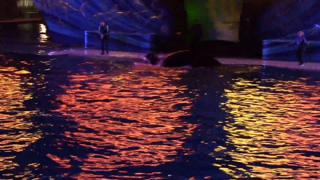 Shamu's Celebration: Light Up the Night (Full Show) at SeaWorld San Diego 6/22/14 смотреть онлайн