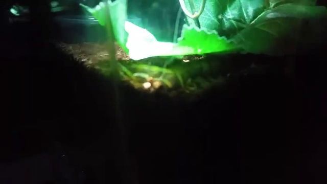 Scolopendea Alternans / Haitian gaint centipede night time video. смотреть онлайн