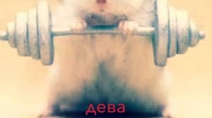 Какой ты хомяк по знаку зодиака