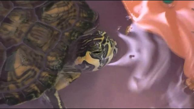 Trachemys Scripta Scripta - Testuggine смотреть онлайн