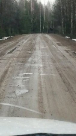 Лось по дороге на дачу!