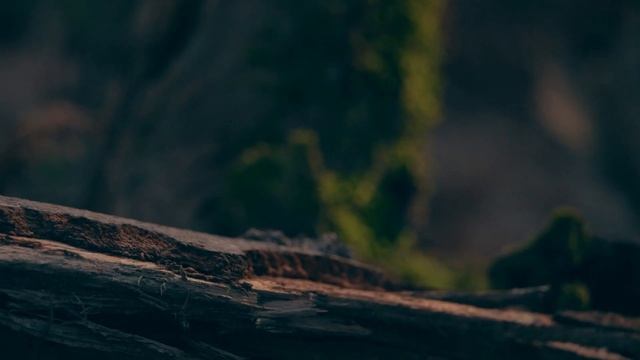 Spring 2020 cinematic Sony RX10 IV 4K