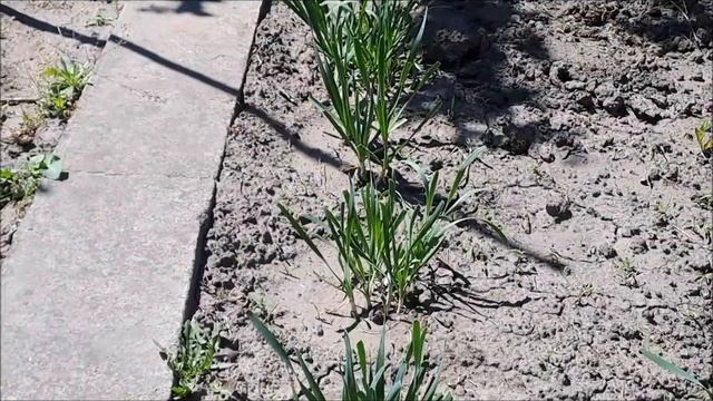 ЗИМОЙ И ЛЕТОМ ОДНИМ ЦВЕТОМ ЛУК СЛИЗУН