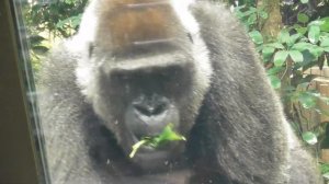 “Gorilla”Mother Gorilla Genki has a hearty appetite even in extreme heat🦍🌿