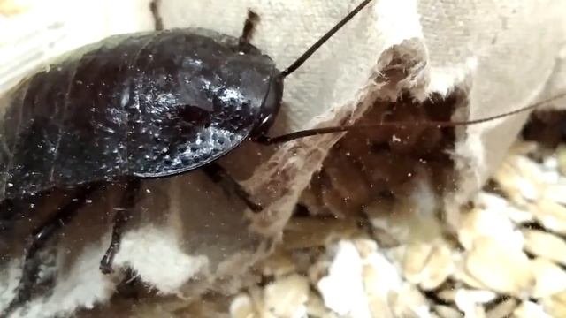 Мадагаскарский таракан. смотреть онлайн