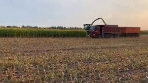 Заготовка силоса 2020