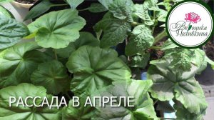 .РАССАДА В АПРЕЛЕ