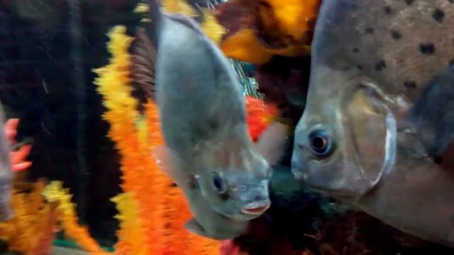 аквариум смотреть онлайн