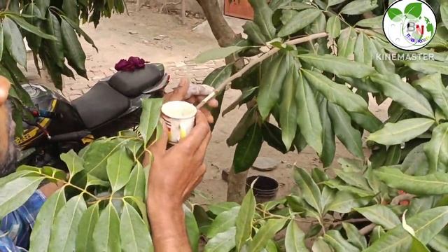 লিচু গাছ কিভাবে কলম করে এই ভিডিওটি আপনারা দেখলে বুঝতে পারবেন।#লিচুগাছকলম #Bishalnerserychnel смотреть онлайн