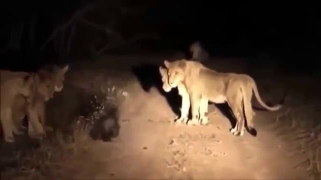 Giant Anaconda Attacks Most Amazing Wild Animals Attacks, WORLD'S BIGGEST PYTHON SNAKE – Shari