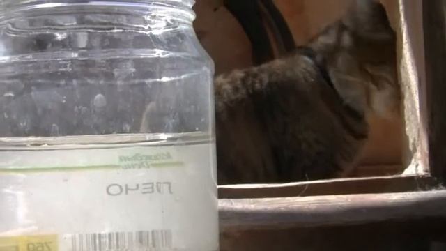 Головастики смотреть онлайн