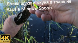 Рыбалка на спиннинг. Ловля щуки и окуня в траве. Rapala Minnow Spoon .