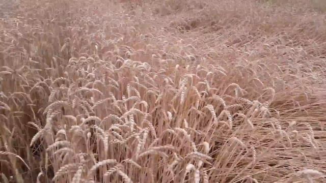 Черговий Армагеддон смотреть онлайн