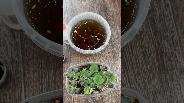 Рассада из чахлой в мощную за пару дней!  #рассада #огород #сад