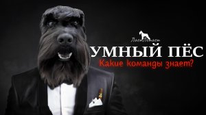 Пёс показывает что умеет. Ему всего полтора года.