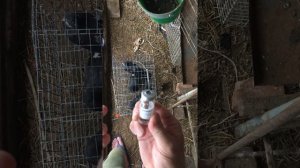 Обработка голубей от пухопероедов.