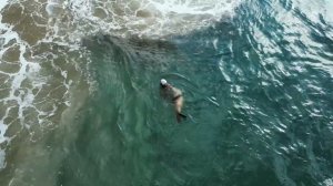 Super League Triathlon Star Bitten By Seal On Eve Of Malibu Triathlon Race