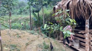 17 year old single mother - Harvest Crabs After Summer Rain Goes To Market Sell