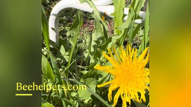 Bee on dandelion 