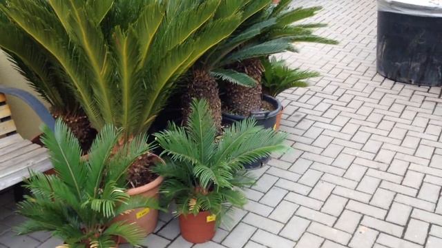 Palmy смотреть онлайн