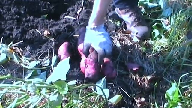 Батат - сорт Винницкий розовый смотреть онлайн