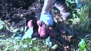 Батат - сорт Винницкий розовый