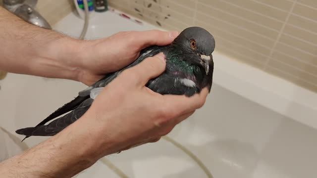 АНАСТАСИЯ. Поездка в Москву и новый голубь смотреть онлайн