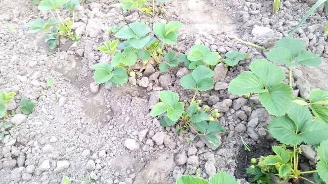 ОРГАНІЧНІ ПІДЖИВЛЕННЯ ПОЛУНИЦІ для щедрого врожаю.