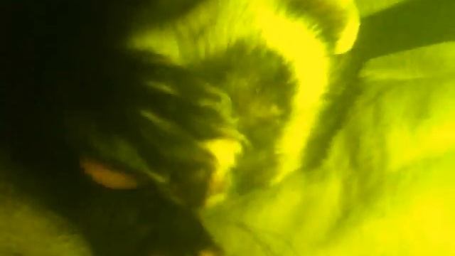 Хорёк Моется.wmv смотреть онлайн