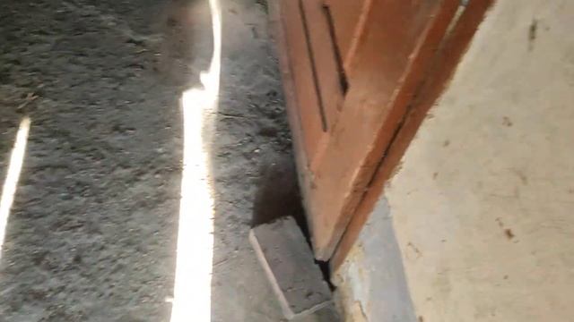 Пополнение в хозяйстве крольчата Паннон Белый  бройлеры.