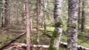 Лесной поход. Шок контент. Медведь напал на группу грибников.🤯🤯🤯