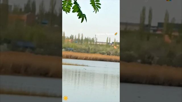Красивый день! Пруд Зеркальный. Саратов 2025 год