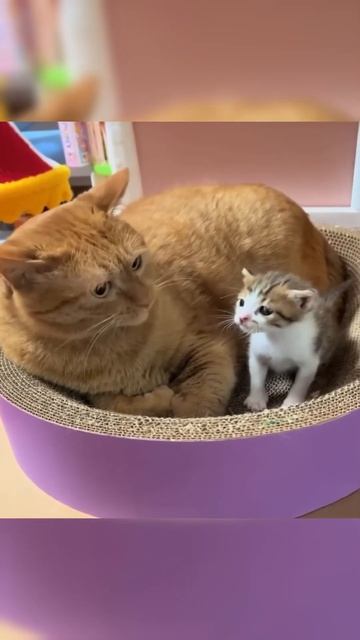 Смешные зверюшки, часть 2 смотреть онлайн