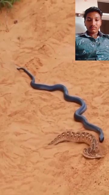 दो स्नेकनअलग-अलग प्रजाति के#snake #status смотреть онлайн