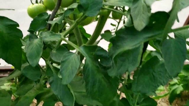 Подвязка кистей и стволиков томатов. До чего удачные, вечные приспособы!!! смотреть онлайн