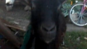 козел смеется