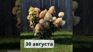 Гортензия ФАНТОМ