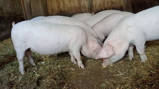 Поросята ландрас 2,5 мес.