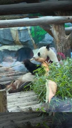 Популярность, это когда все смотрят, как ты ешь 🤣 Жуи 🐼
